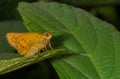 Dark Palm Dart Butterfly