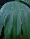 Dark palm leaf