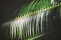 Dark palm leaves background image