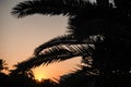 dark palm leaves during a warm sundown in the summer