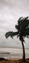 Dark palm tree swaying in the wind against a stormy grey sky Royalty Free Stock Photo