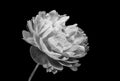 Dark Peony Flower Plant Black / White Texture Close-Up Macro Background - Wallpaper Petals