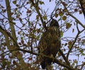 Crested Hawk Eagle Royalty Free Stock Photo