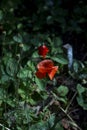 Red poppies flowers in a field on a sunny day Royalty Free Stock Photo