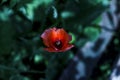 Dark photo of red poppies flowers in a field on a sunny day Royalty Free Stock Photo