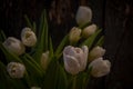 Dark picture of white tulips