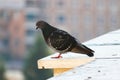 Dark pigeon standing on edge of building