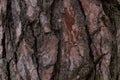 Dark pine bark, bark texture background