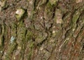 Dark pine bark, tree texture background, trees covered with moss