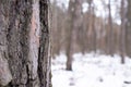 Dark pine bark, winter forest landscape