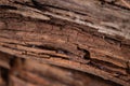 Dark pine bark, wood texture background Royalty Free Stock Photo