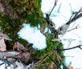 Dark pine bark, wood texture background. Green moss forest background, tree in moss, moss texture background Royalty Free Stock Photo