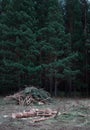 Dark pine forest. Logs in the meadow. Background. Royalty Free Stock Photo