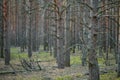 Dark pine forest slender trunks with bark Royalty Free Stock Photo