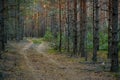 Dark pine forest slender trunks with bark Royalty Free Stock Photo