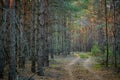 Dark pine forest slender trunks with bark Royalty Free Stock Photo