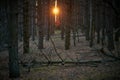 Dark pine forest slender trunks with bark Royalty Free Stock Photo