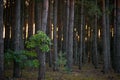 Dark pine forest slender trunks with bark Royalty Free Stock Photo