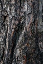 Dark pine tree bark texture Royalty Free Stock Photo