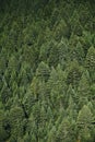 Dark pine tree forest Royalty Free Stock Photo