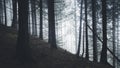 Dark pine tree forest with mysterious fog Royalty Free Stock Photo