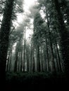 Dark pine trees forest Royalty Free Stock Photo