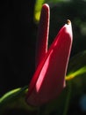 Dark Pink Anthurium on Black Background