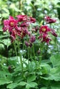 Dark pink aquilegia.