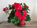 Dark pink blooming geraniums in a pot on a table