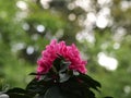 Dark pink blossoms of an rhododendron plant bush. Dark green withe, very blurred background, a strong contrast that brings out