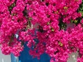 Dark Pink Bouganvillea