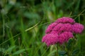 Dark Pink Cluster Flowers