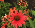 Dark pink cone flowers in a garden Royalty Free Stock Photo