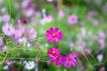 Dark pink cosmos bipinnatus flowers field with water drops blooming in the morning garden natural outdoor background Royalty Free Stock Photo