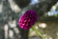 Dark pink dahlia flower is growing on the autumn flower-bed Royalty Free Stock Photo