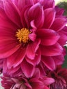 Dark pink dahlia flowers close up shot Royalty Free Stock Photo