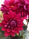 Dark pink dahlia flowers close up shot Royalty Free Stock Photo