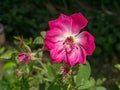 Dark pink of Damask Rose flower