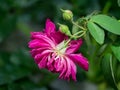 Dark pink of Damask Rose flower with blur background