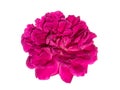 Dark pink of Damask Rose flower