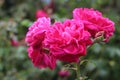 Dark pink damask roses (Rosa damascena Mill)