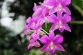 Dark Pink Dendrobium phalaenopsis hybrid orchid Royalty Free Stock Photo