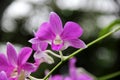 Dark Pink Dendrobium phalaenopsis hybrid orchid Royalty Free Stock Photo