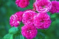 Dark pink Elmshorn rose shrub in bloom - vivid cerise pink flowers against green foliage in early autumn Royalty Free Stock Photo