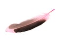 Dark pink feather isolated on the white background Royalty Free Stock Photo