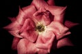 Dark pink flower in bloom Royalty Free Stock Photo