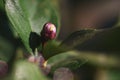 Dark pink flower bud of a lemon tree Citrus limon.