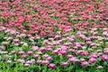 Dark pink flower field Royalty Free Stock Photo