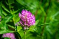 Dark pink flower. Red clover or Trifolium pratense inflorescence, close up. Royalty Free Stock Photo