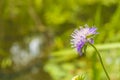 Dark pink flower. Red clover or Trifolium pratense inflorescence, close up. Purple meadow trefoil blossom with alternate, three le Royalty Free Stock Photo